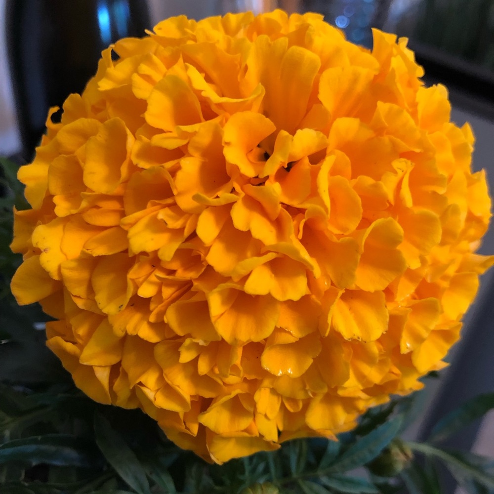 Meet your Posher, Cristina